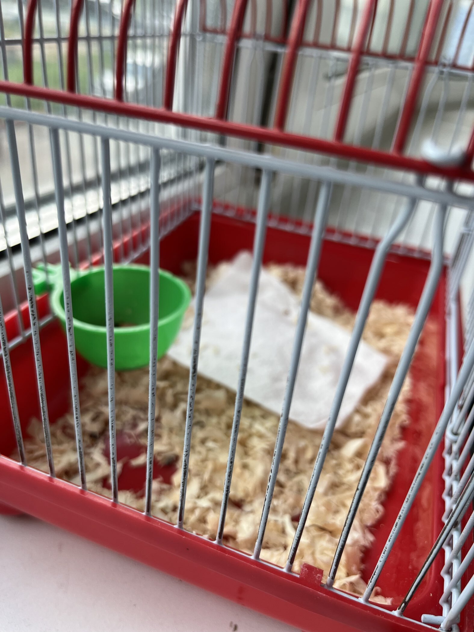 Фотография покупателя товара Миска для грызунов и птиц, 30 мл, пластик, белая - Фото 1