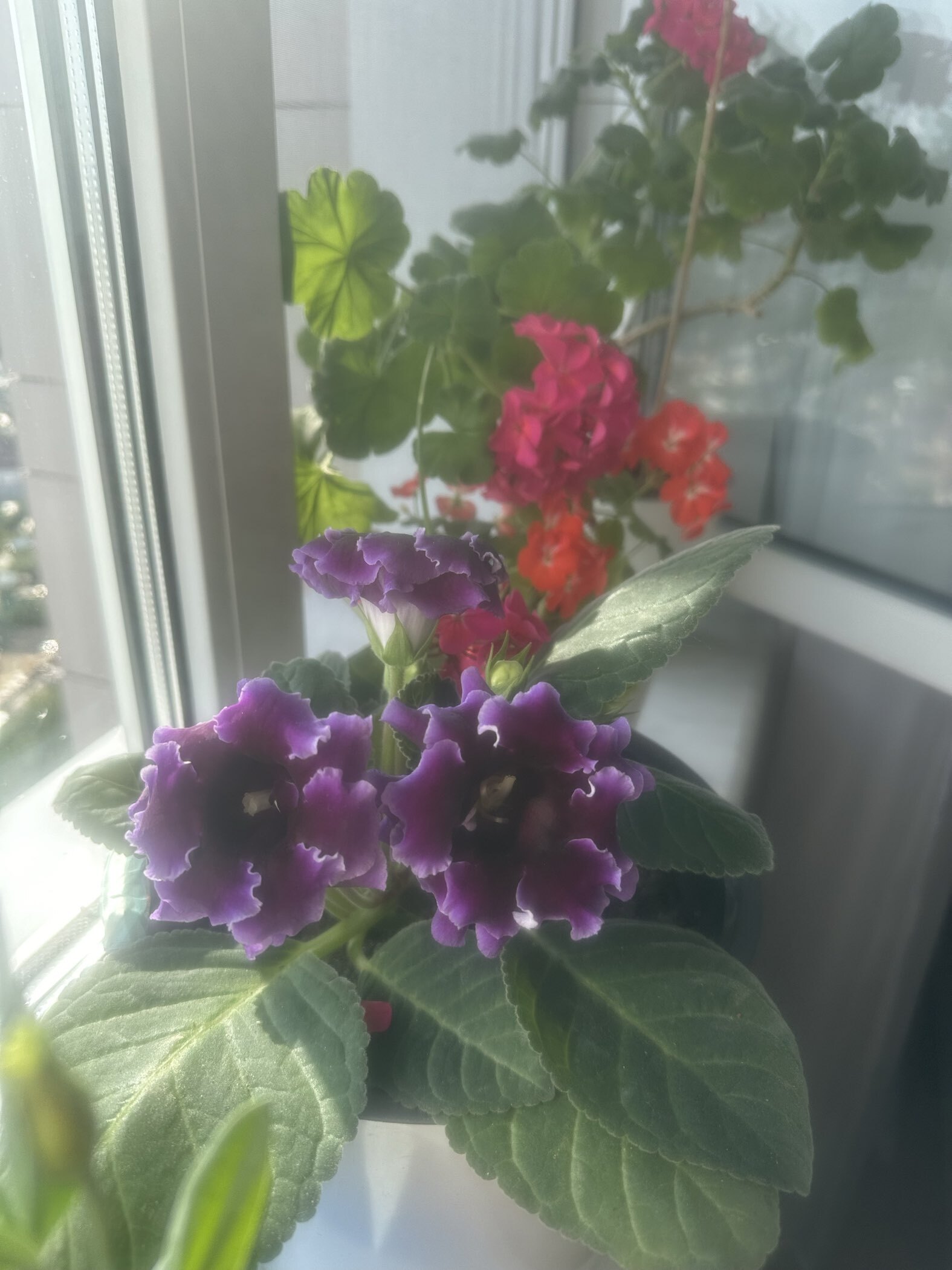 Фотография покупателя товара Семена цветов Глоксиния "Брокада", ц/п,  F1, гранулы, 4 шт. - Фото 12