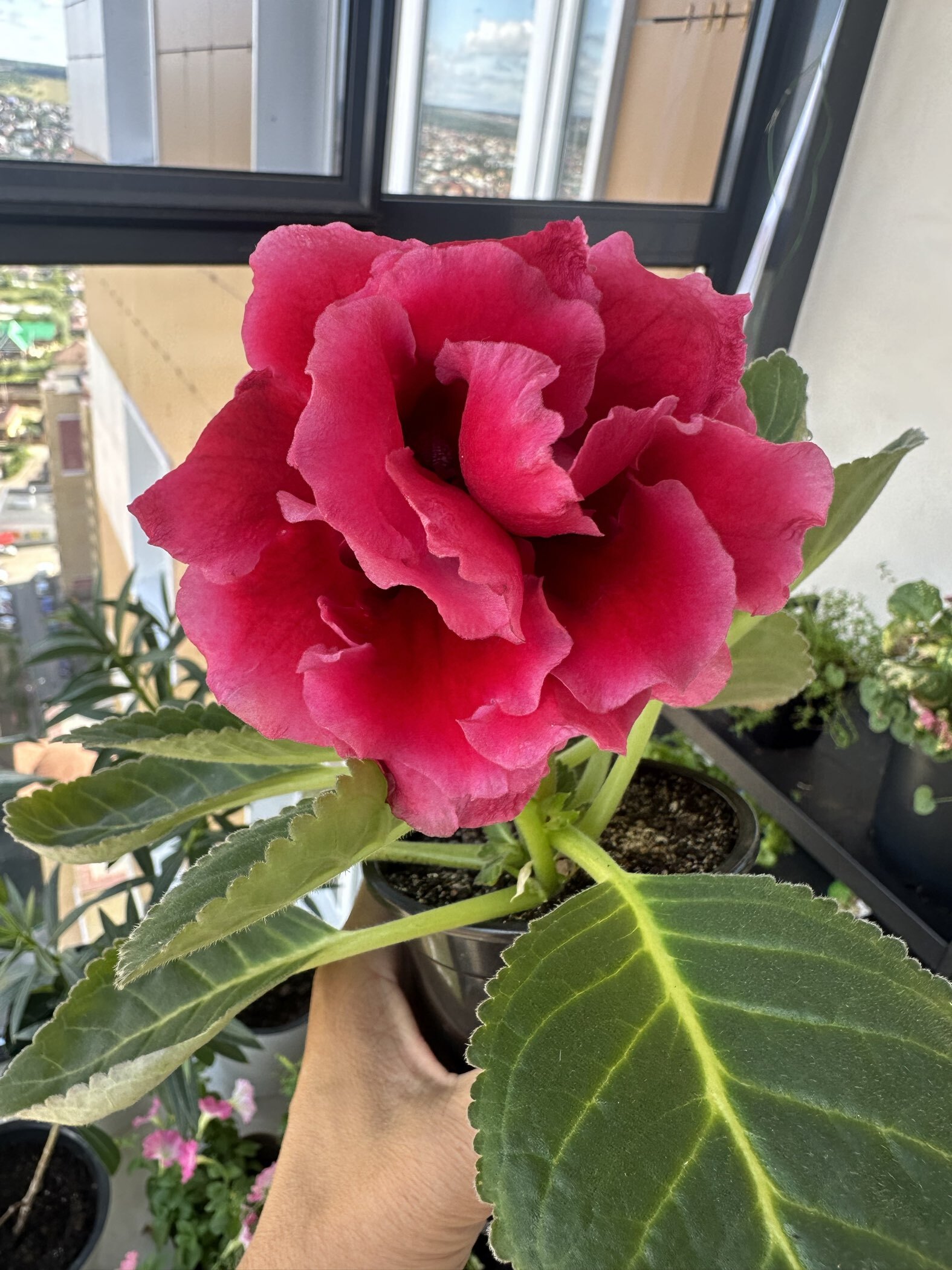 Фотография покупателя товара Семена цветов Глоксиния "Брокада", ц/п,  F1, гранулы, 4 шт. - Фото 11