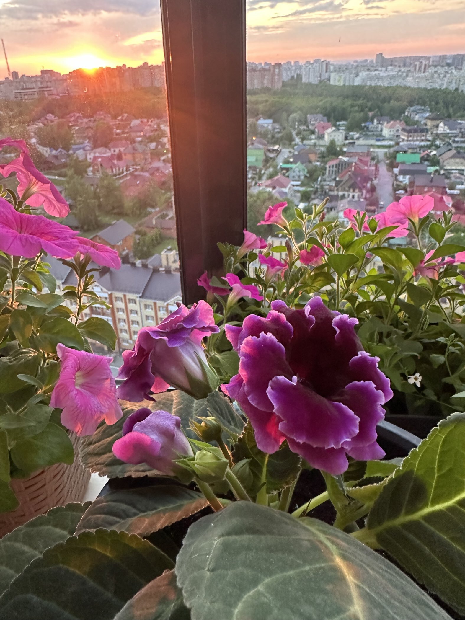 Фотография покупателя товара Семена цветов Глоксиния "Брокада", ц/п,  F1, гранулы, 4 шт. - Фото 10