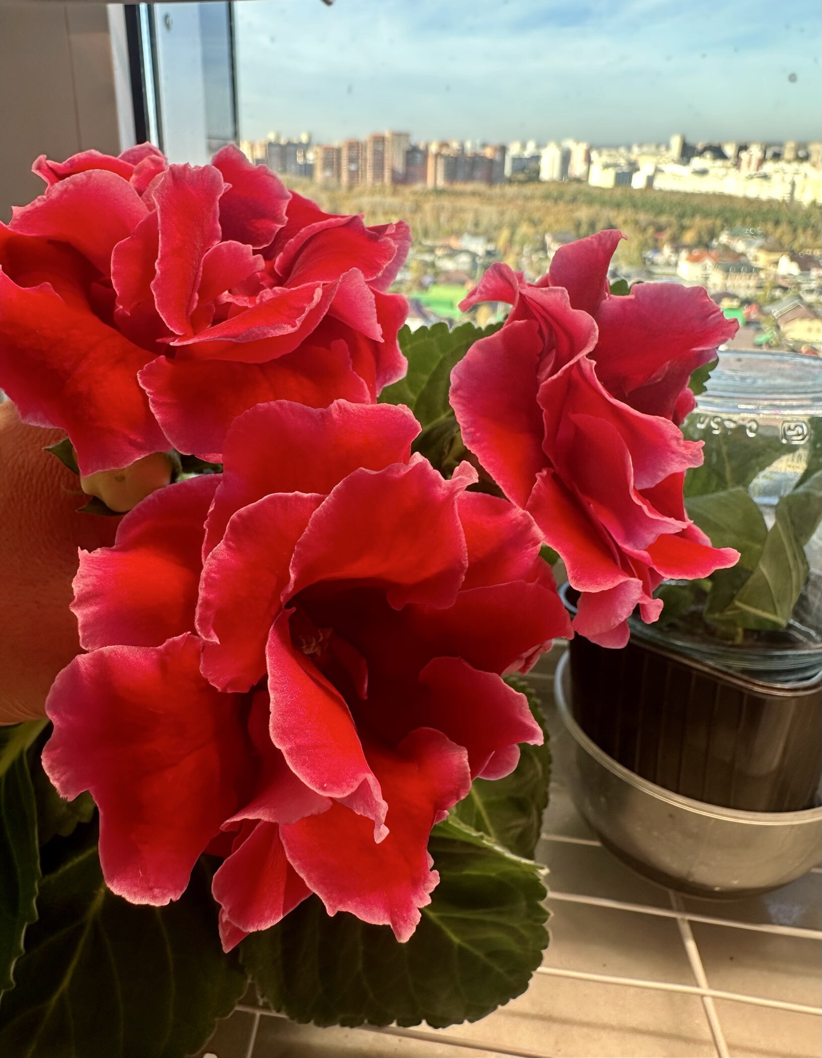 Фотография покупателя товара Семена цветов Глоксиния "Брокада", ц/п,  F1, гранулы, 4 шт. - Фото 9