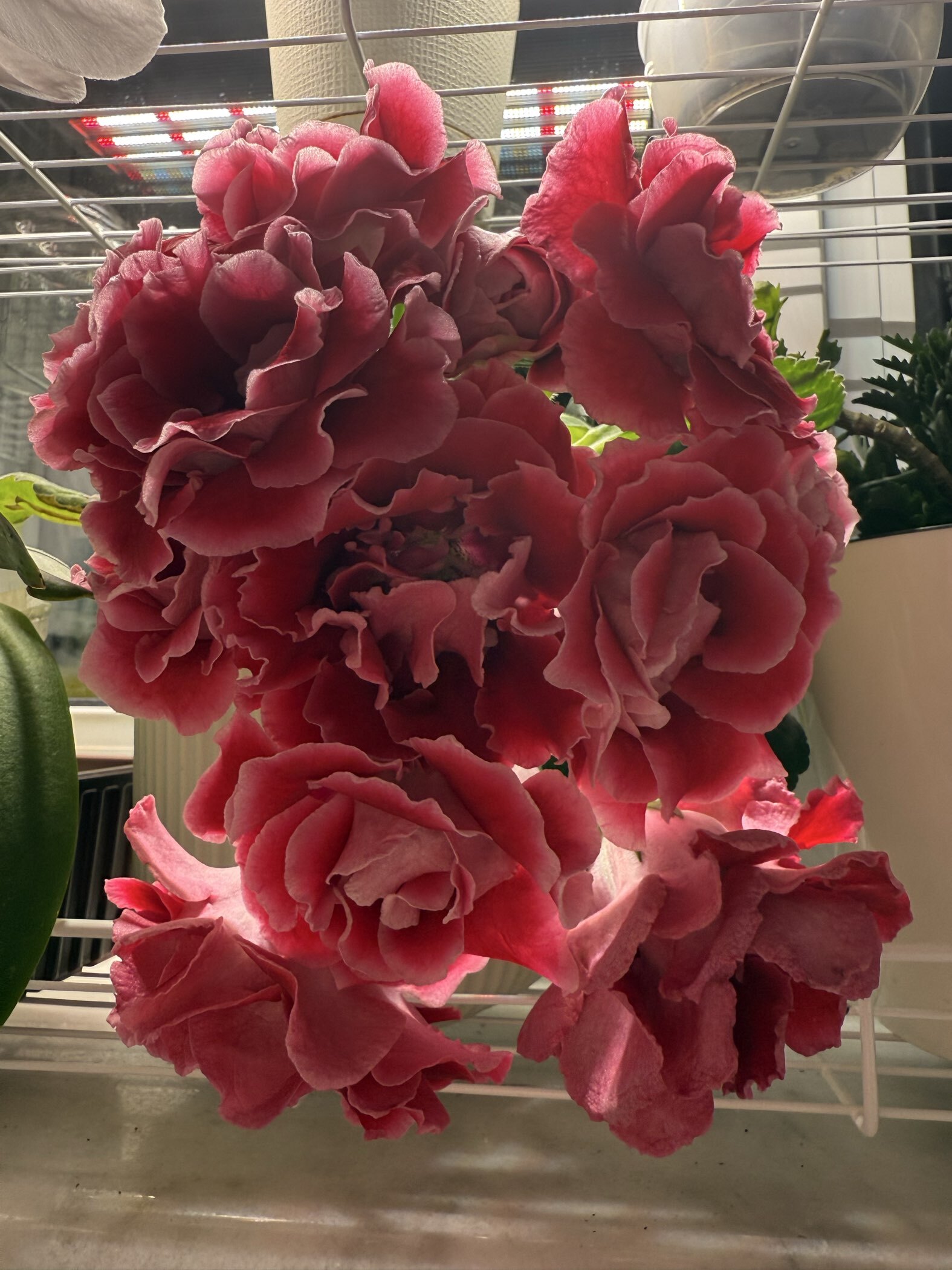 Фотография покупателя товара Семена цветов Глоксиния "Брокада", ц/п,  F1, гранулы, 4 шт. - Фото 13