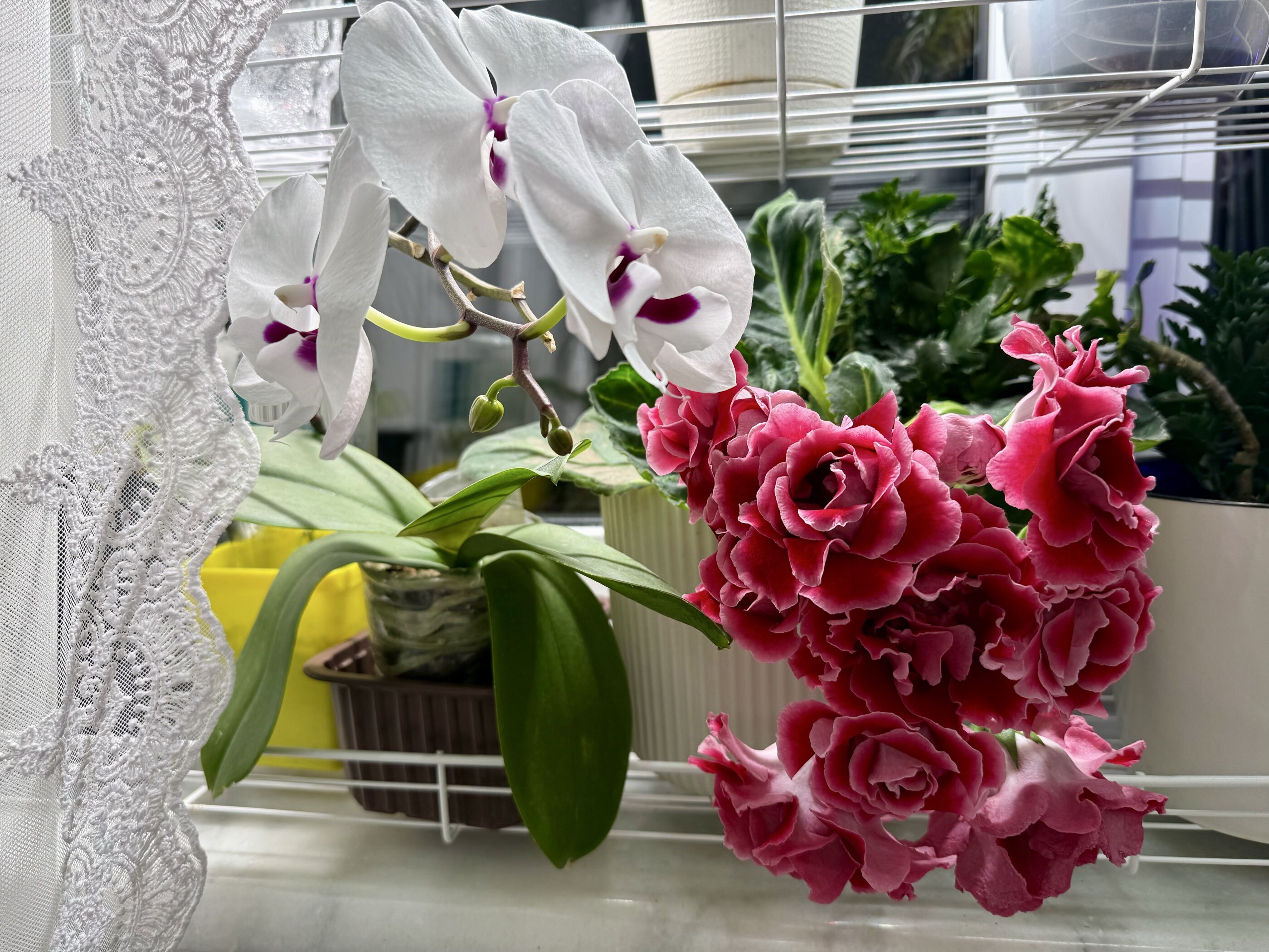 Фотография покупателя товара Семена цветов Глоксиния "Брокада", ц/п,  F1, гранулы, 4 шт. - Фото 8