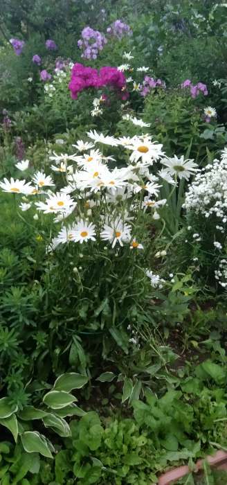 Фотография покупателя товара Кустодержатель для цветов, d=30 см, h=70 см, ножка d=0.3 см, металл, зелёный, Greengo - Фото 2