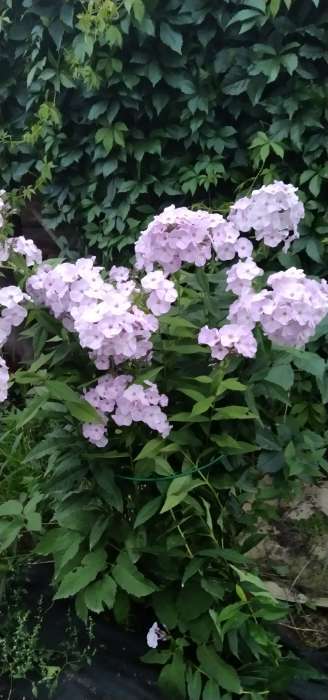 Фотография покупателя товара Кустодержатель для цветов, d=30 см, h=70 см, ножка d=0.3 см, металл, зелёный, Greengo - Фото 1