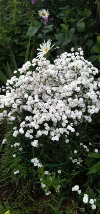 Фотография покупателя товара Кустодержатель для цветов, d=30 см, h=70 см, ножка d=0.3 см, металл, зелёный, Greengo - Фото 3