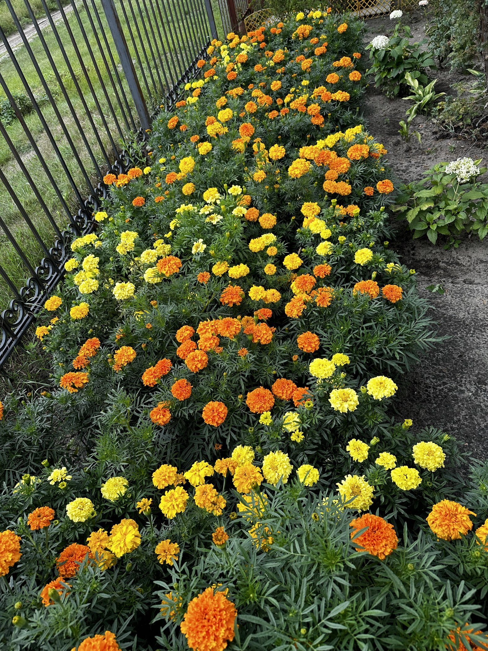 Фотография покупателя товара Семена цветов Бархатцы «Каландо», смесь окрасок, 0.1 г - Фото 1