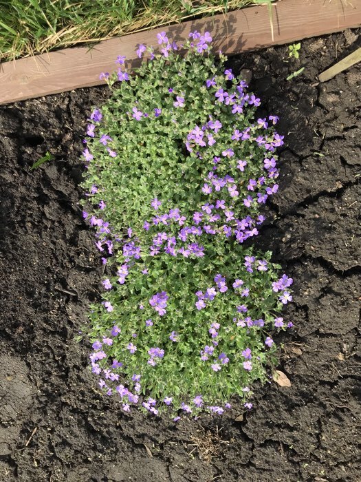 Фотография покупателя товара Семена цветов Обриета "Лазурный берег", ц/п, 0,05 г - Фото 4