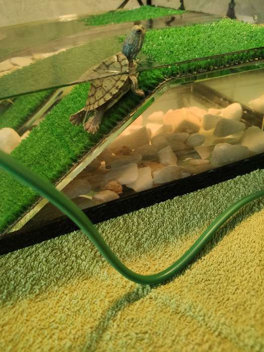 Фотография покупателя товара Мостик для черепахи №1 с травой, 20 х 10 х 6,5 см - Фото 6