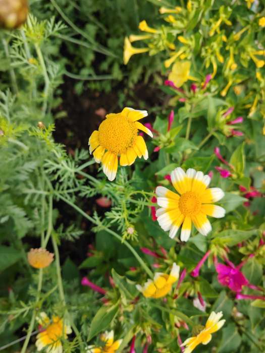 Фотография покупателя товара Семена цветов Хризантема увенчанная Махровая, смесь окрасок, О, 0,2 г - Фото 7