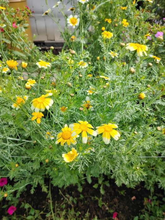 Фотография покупателя товара Семена цветов Хризантема увенчанная Махровая, смесь окрасок, О, 0,2 г - Фото 8