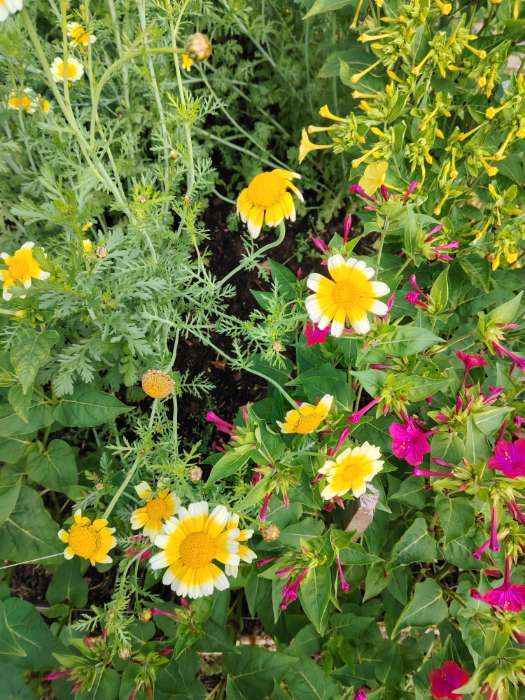 Фотография покупателя товара Семена цветов Хризантема увенчанная Махровая, смесь окрасок, О, 0,2 г - Фото 6