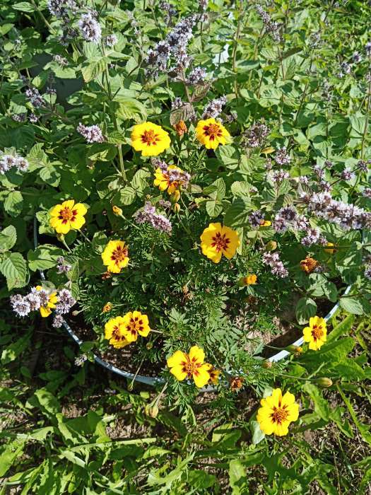 Фотография покупателя товара Семена цветов Бархатцы отклоненные "Монисты" (Тагетес), О, ц/п, 0,3 г - Фото 3