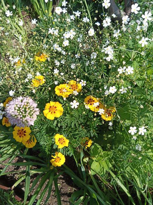 Фотография покупателя товара Семена цветов Бархатцы отклоненные "Монисты" (Тагетес), О, ц/п, 0,3 г - Фото 4