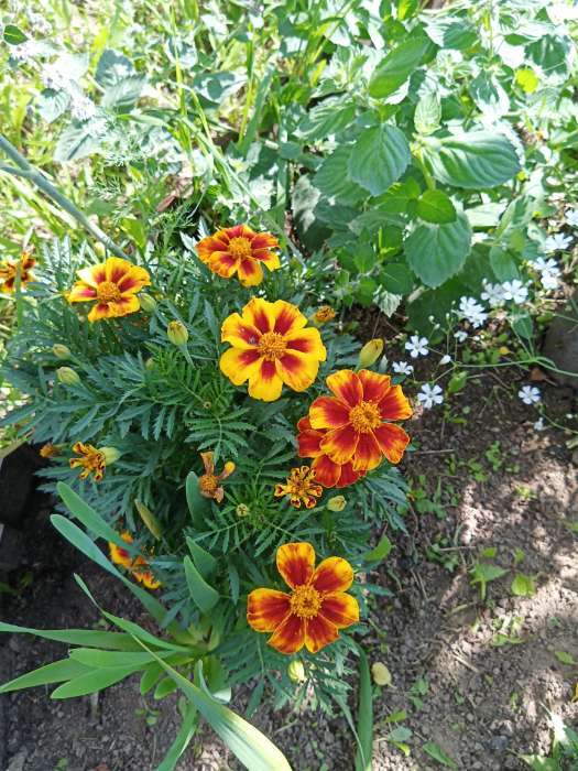 Фотография покупателя товара Семена цветов Бархатцы отклоненные "Монисты" (Тагетес), О, ц/п, 0,3 г - Фото 5