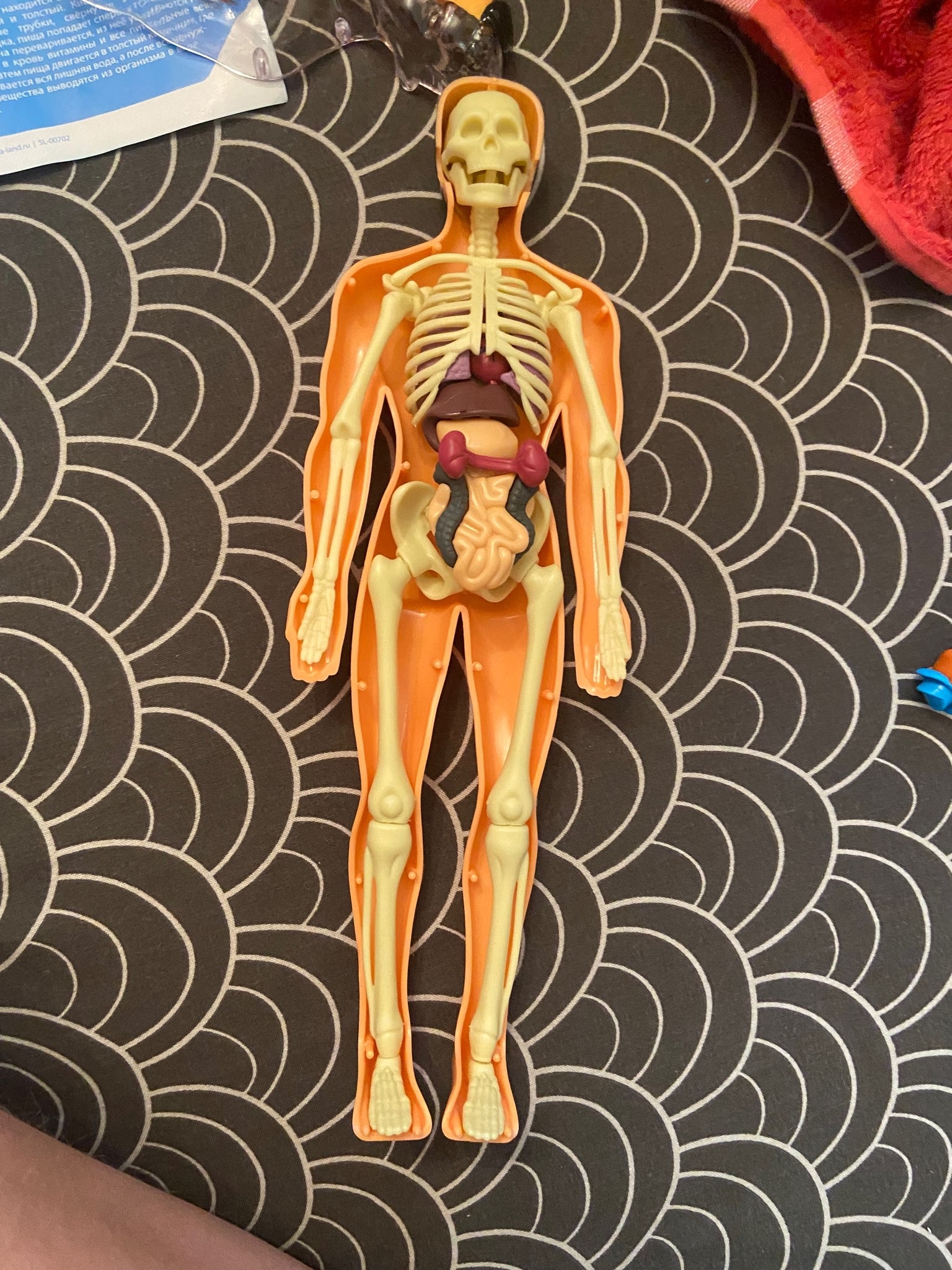 Фотография покупателя товара Набор для опытов «Строение тела», анатомия человека - Фото 32