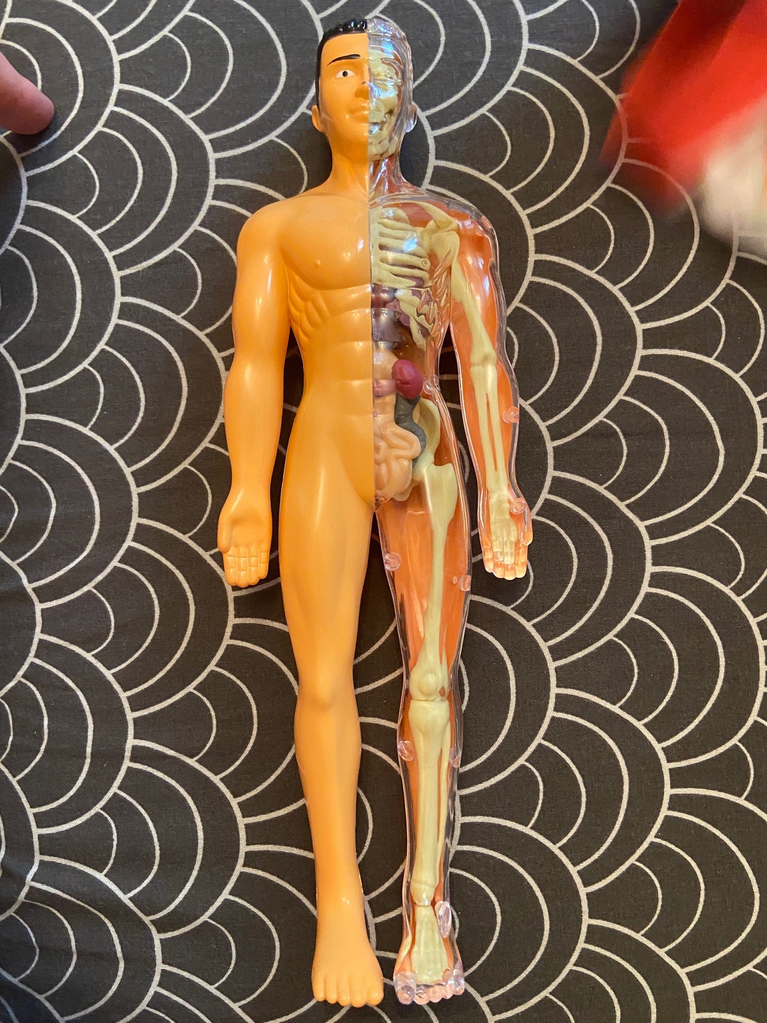 Фотография покупателя товара Набор для опытов «Строение тела», анатомия человека - Фото 34