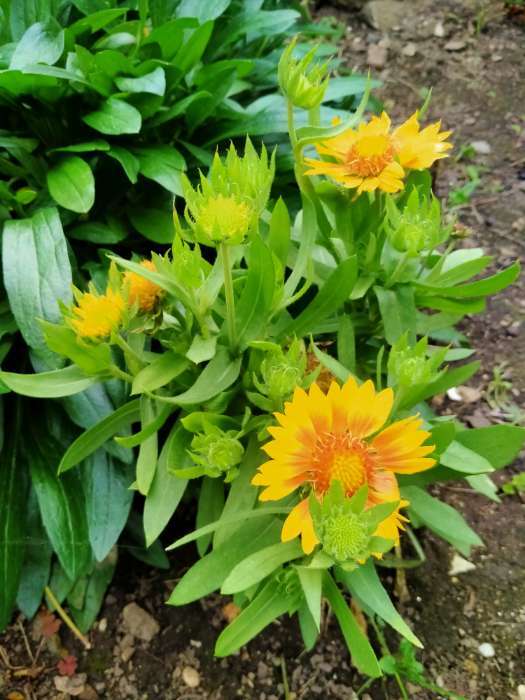 Фотография покупателя товара Семена Гайлардия "Меса Пич", ц/п,  3 шт. - Фото 1