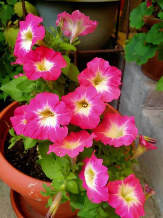 Фотография покупателя товара Семена Цветов Петуния "Мамбо", F1, розовое утро, многоцветковая, пробирка, 7 шт - Фото 16