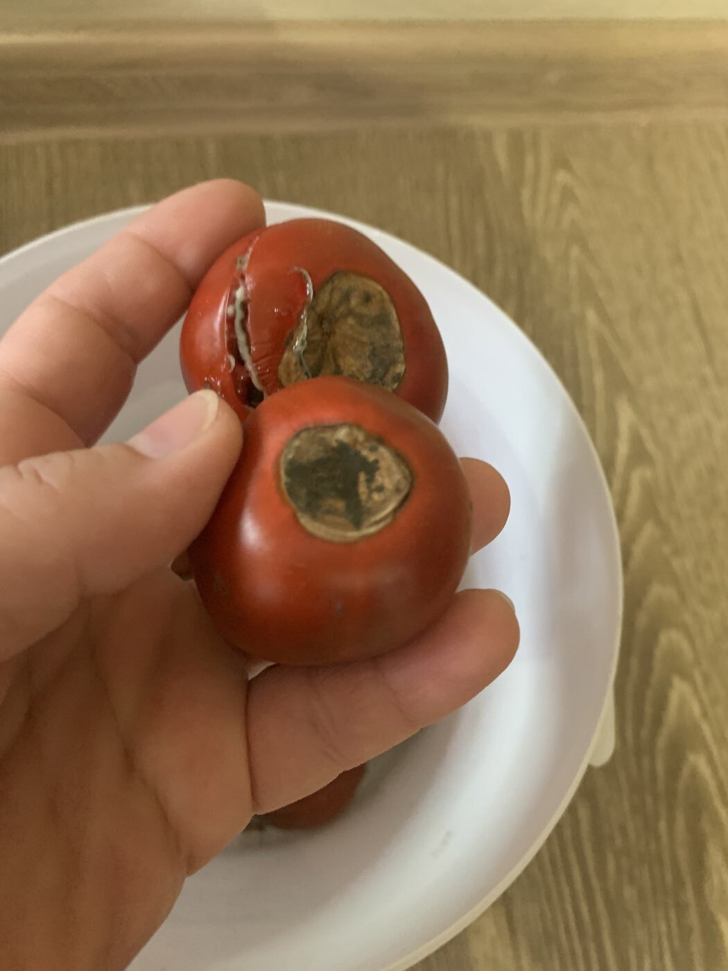 Фотография покупателя товара Семена Томат "Японский трюфель" черный,индетерминантный,высокорослый, 0,2 г - Фото 1