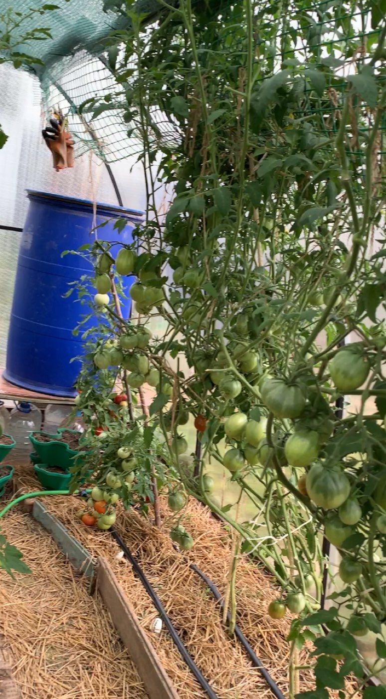 Фотография покупателя товара Семена Томат "Японский трюфель" черный,индетерминантный,высокорослый, 0,2 г - Фото 4