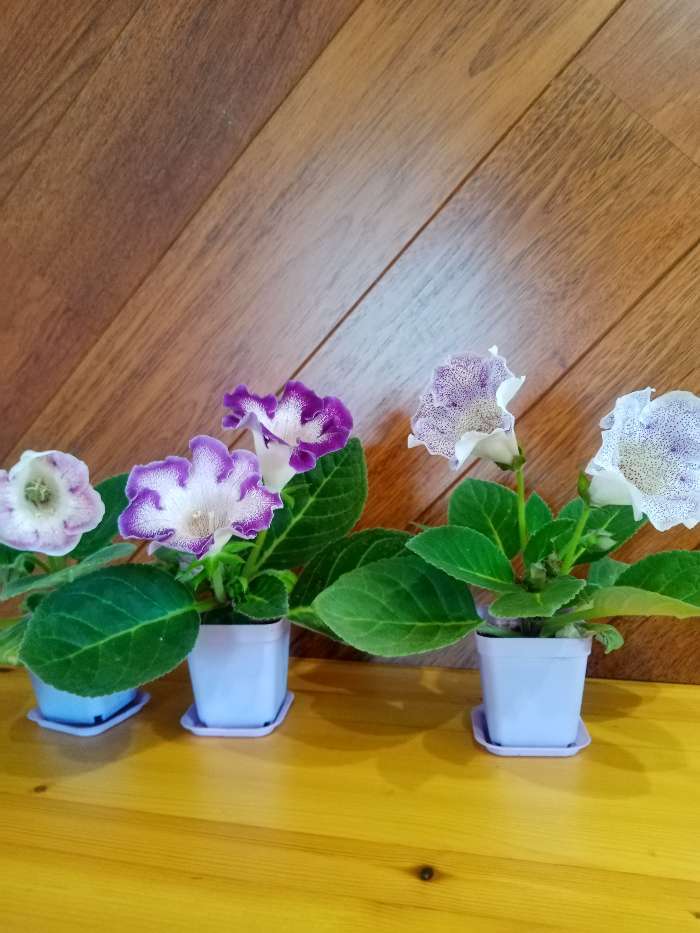 Фотография покупателя товара Горшок для цветов с поддоном, 8×8×10 см, 0,4 л, цвет МИКС - Фото 10