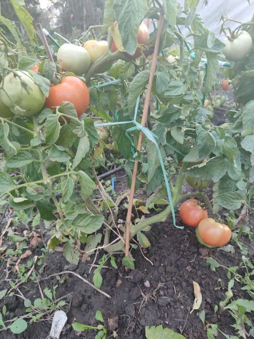 Фотография покупателя товара Семена Томат "Моя любовь", F1, 10 шт. - Фото 1