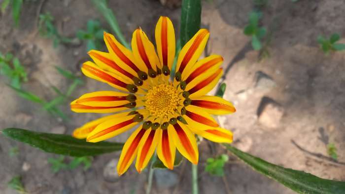 Фотография покупателя товара Семена цветов Гацания крупноцветковая «Триада», ц/п, смесь, для балкона, веранды, цветника, однолетник, низкорослая, 0.05 г - Фото 3