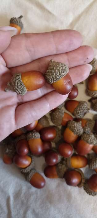 Фотография покупателя товара Декор «Жёлудь», набор 50 шт., размер 2.5×1.5 см - Фото 1