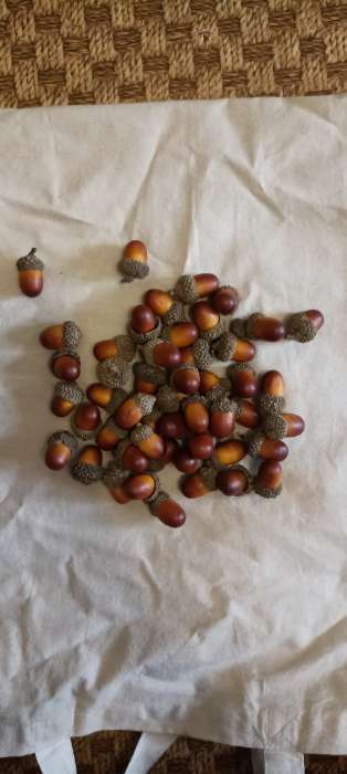 Фотография покупателя товара Декор «Жёлудь», набор 50 шт., размер 2.5×1.5 см - Фото 2