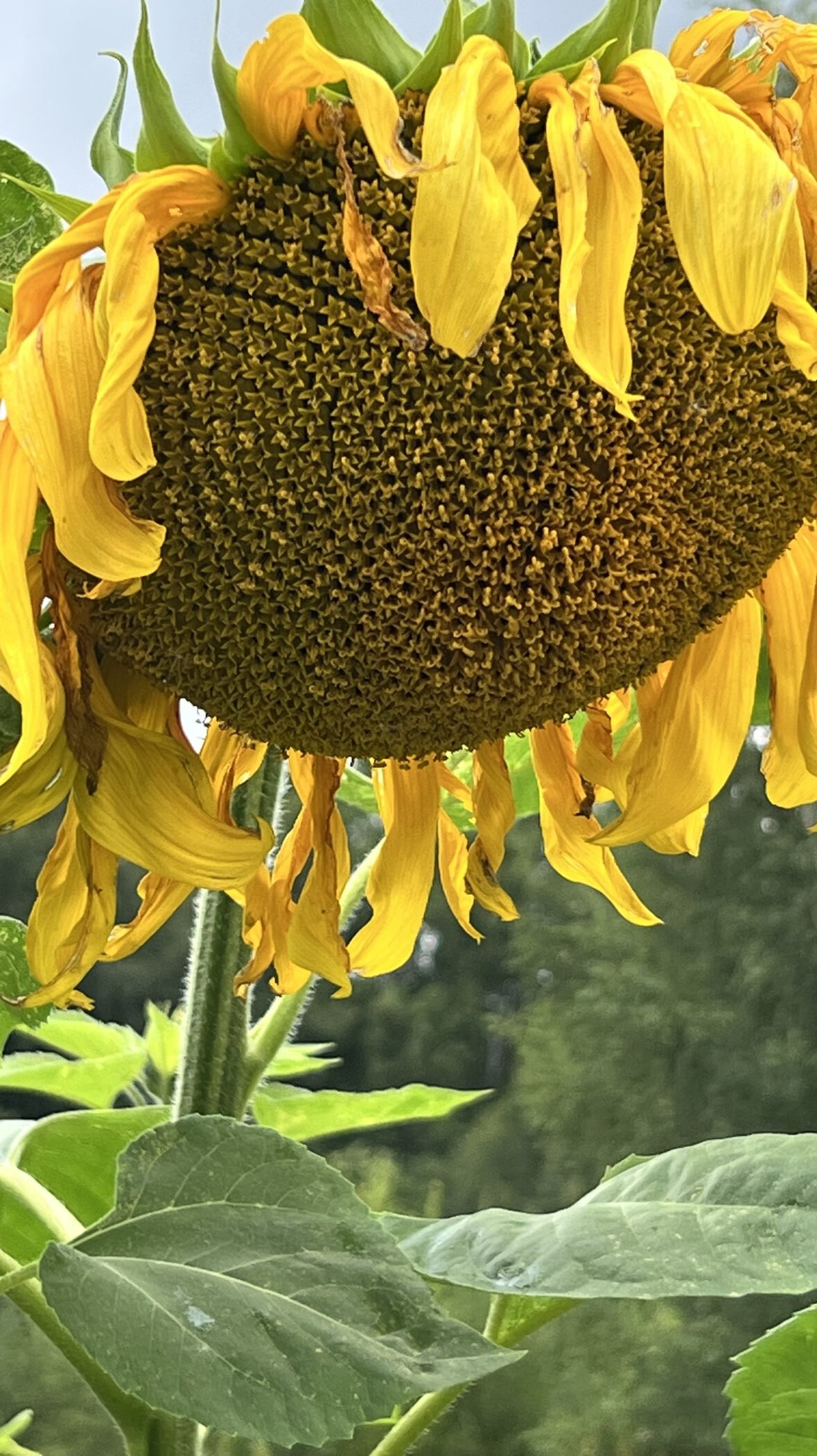 Фотография покупателя товара Семена Подсолнечник «Лакомка», цветной пакет, 10 г - Фото 1
