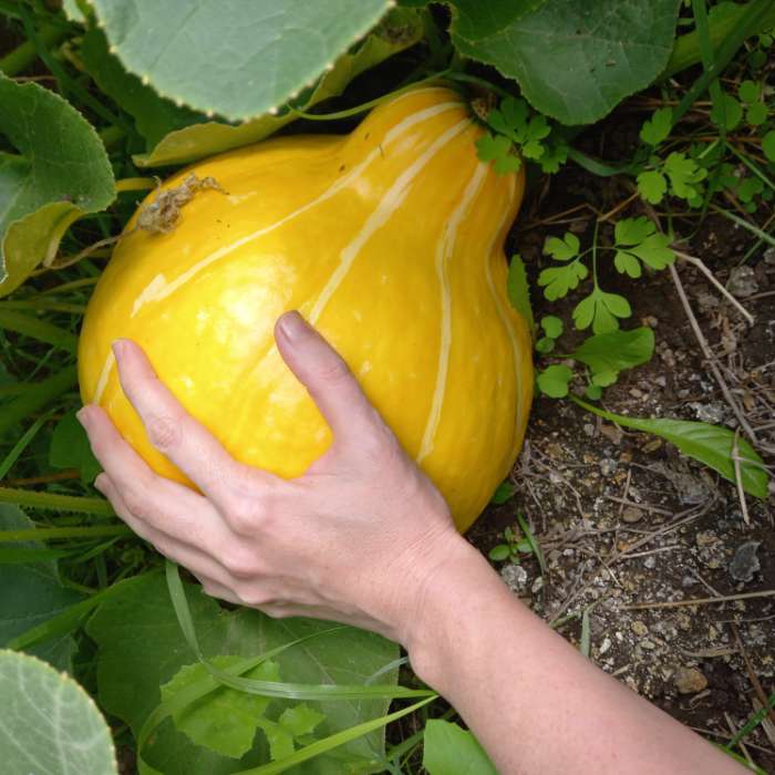 Фотография покупателя товара Семена Тыква "Улыбка", 5 шт - Фото 1