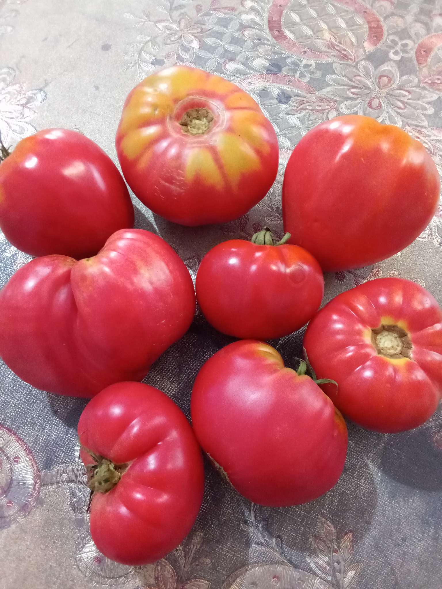 Фотография покупателя товара Семена Томат "Бычье сердце", серия Кольчуга NEW, 0,1 г - Фото 1