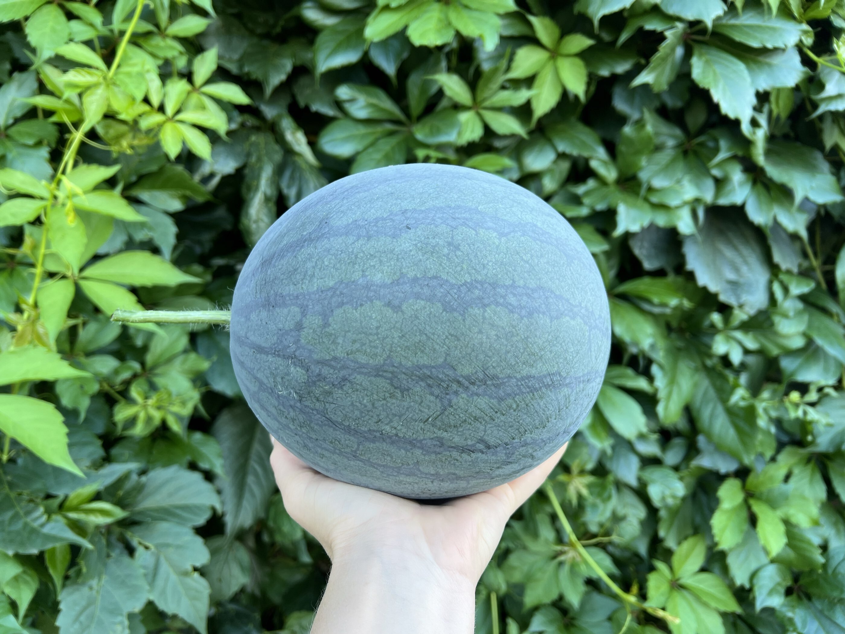 Фотография покупателя товара Семена Арбуз «Лимончино», F1, 5 шт., экстраранний, жёлтый, «Аэлита» - Фото 2