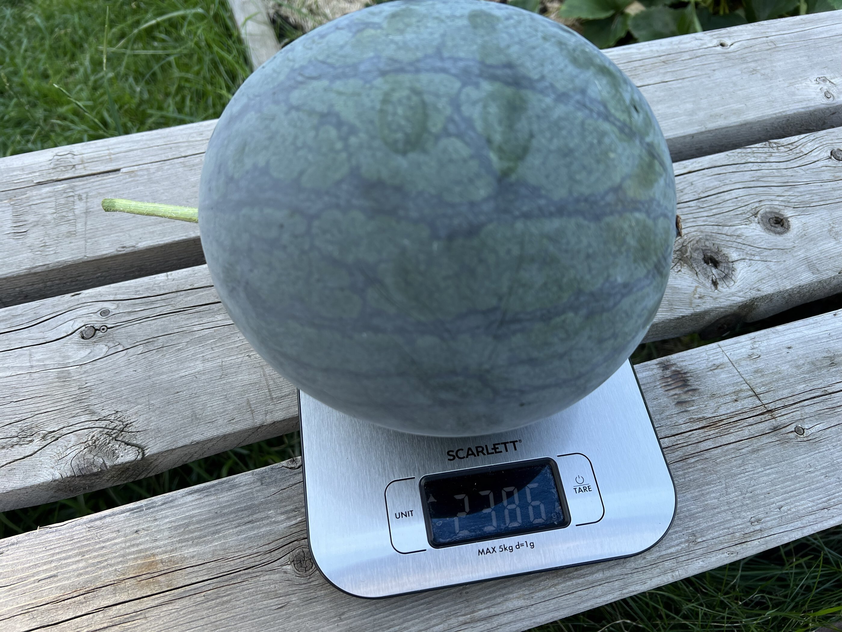 Фотография покупателя товара Семена Арбуз «Лимончино», F1, 5 шт., экстраранний, жёлтый, «Аэлита» - Фото 4