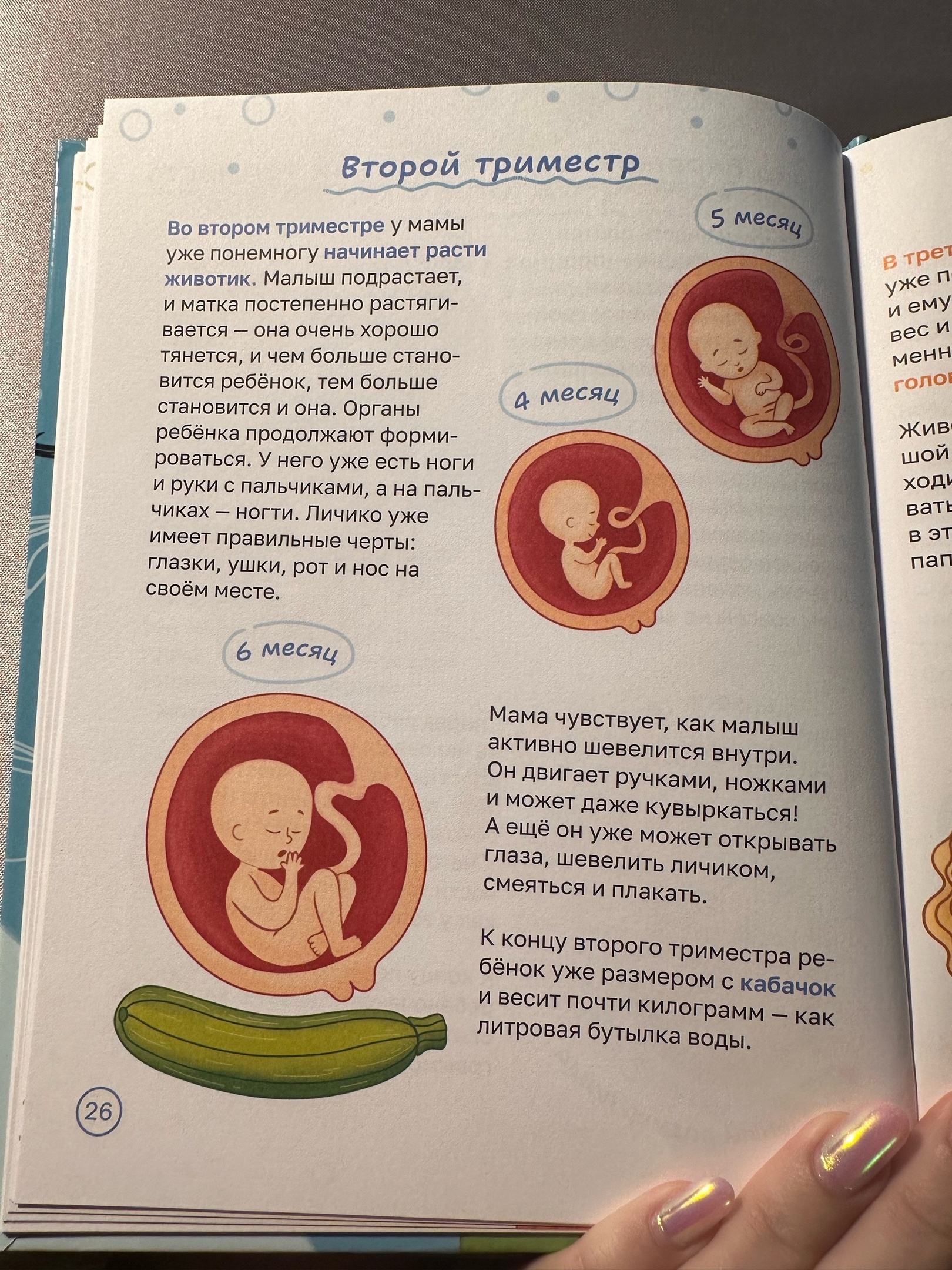 Фотография покупателя товара Детская энциклопедия «Откуда берутся дети?», 48 стр., твёрдый переплёт, 6+ - Фото 5