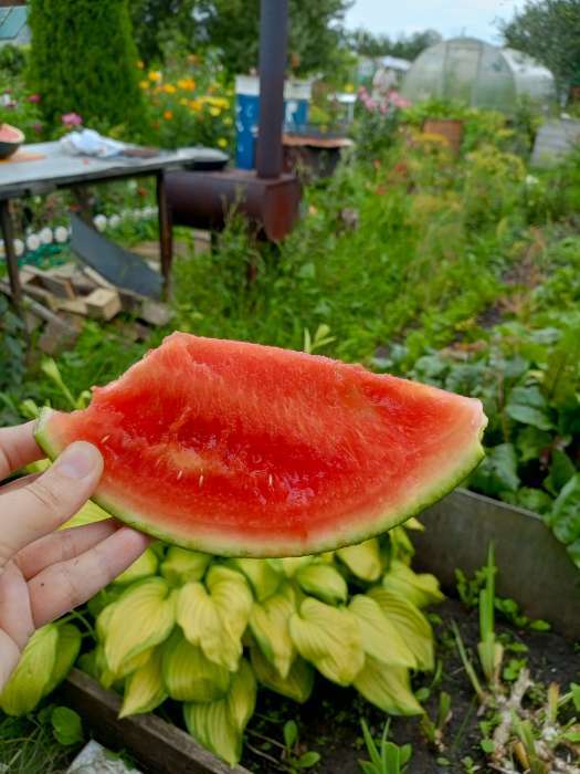 Фотография покупателя товара Семена Арбуз Ультраранний, цп, 1 г - Фото 10