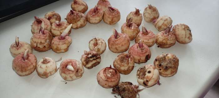 Фотография покупателя товара Гладиолус крупноцветковый "Шоубёрд",  р-р 10/12, 10 шт, Весна 2024 - Фото 2