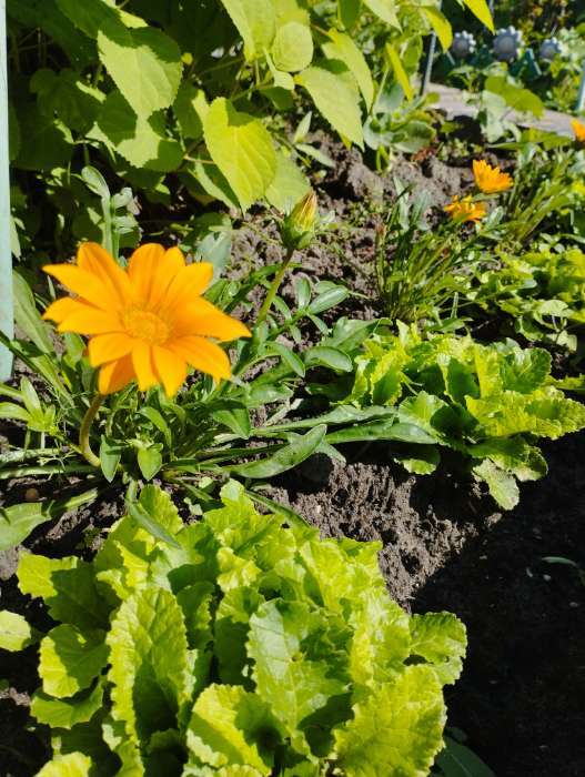 Фотография покупателя товара Семена цветов Гацания «Муза», крупноцветковая, смесь, 0.1 г, «Рецепты дедушки Никиты» - Фото 3