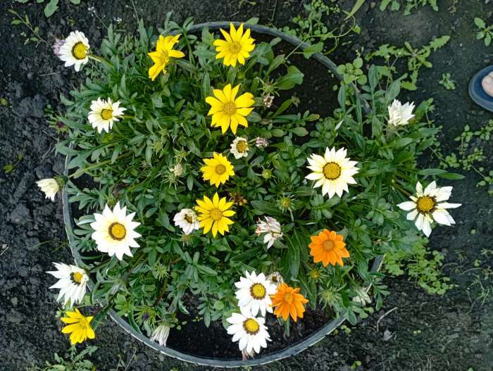 Фотография покупателя товара Семена цветов Гацания «Муза», крупноцветковая, смесь, 0.1 г, «Рецепты дедушки Никиты» - Фото 2