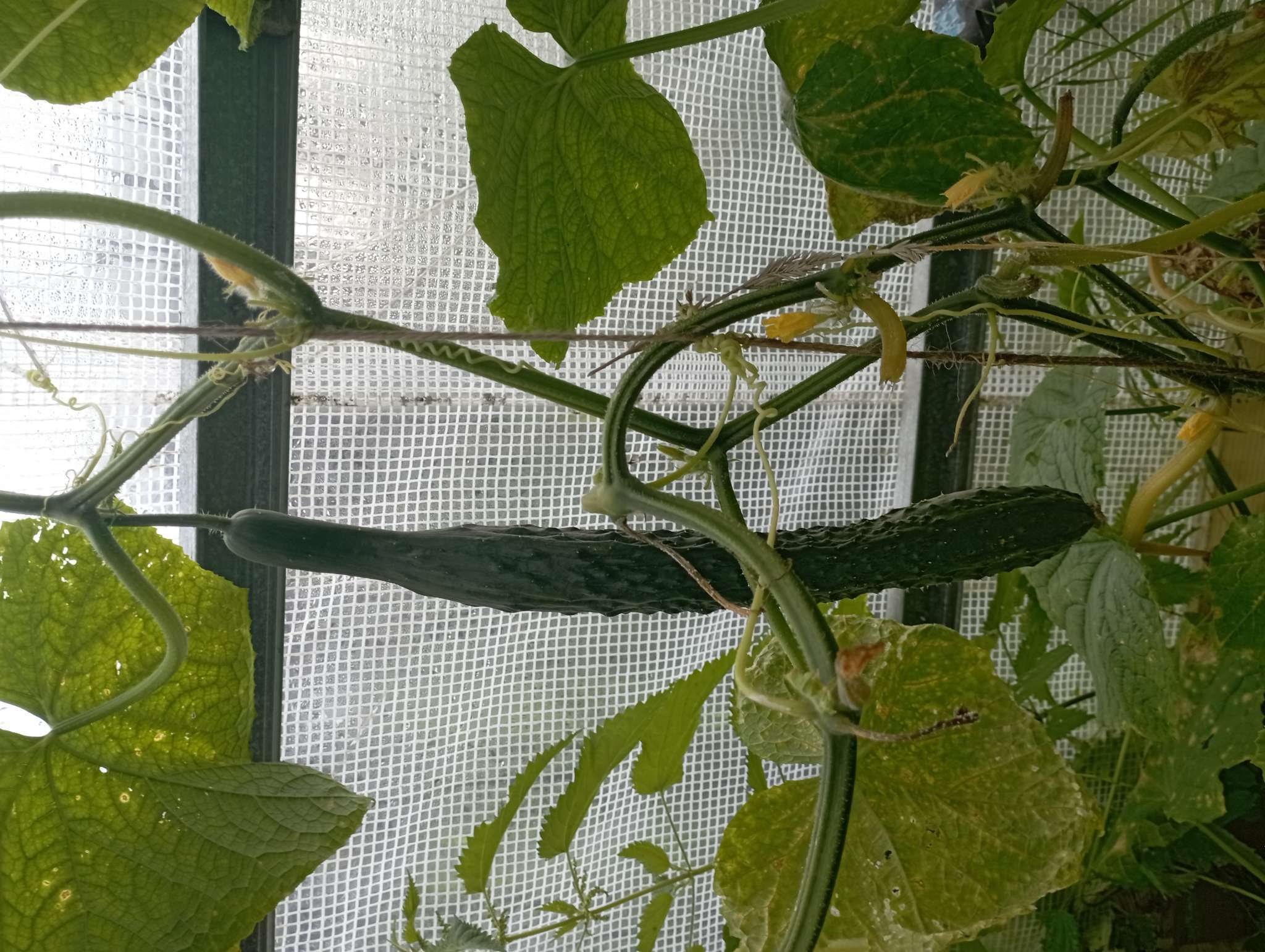 Фотография покупателя товара Семена Огурец "Китайские палочки" F1 партенокарпический, 10 шт - Фото 14