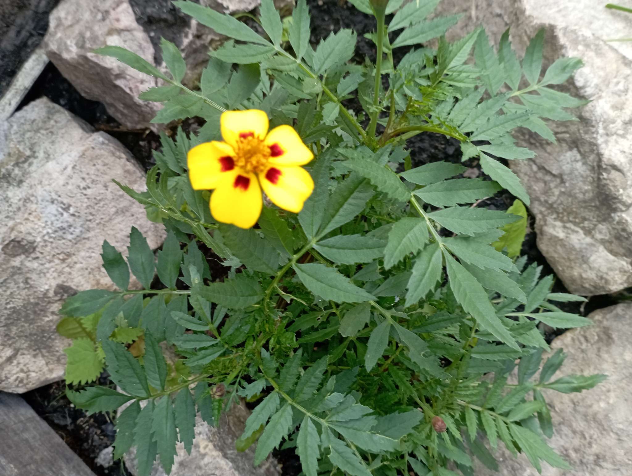 Фотография покупателя товара Семена цветов Бархатцы отклоненные "Монисты" (Тагетес), О, ц/п, 0,3 г - Фото 2