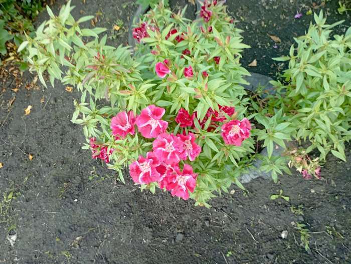 Фотография покупателя товара Семена цветов Годеция "Есения", ц/п,  низкая, смесь, серия Чудесный балкон,  0,05 г - Фото 2