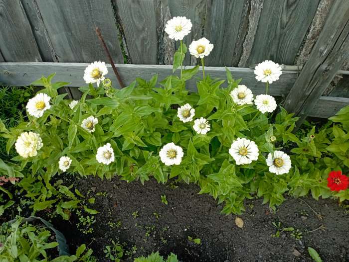 Фотография покупателя товара Семена цветов Циния "Полярный медведь", 0,3 г - Фото 2