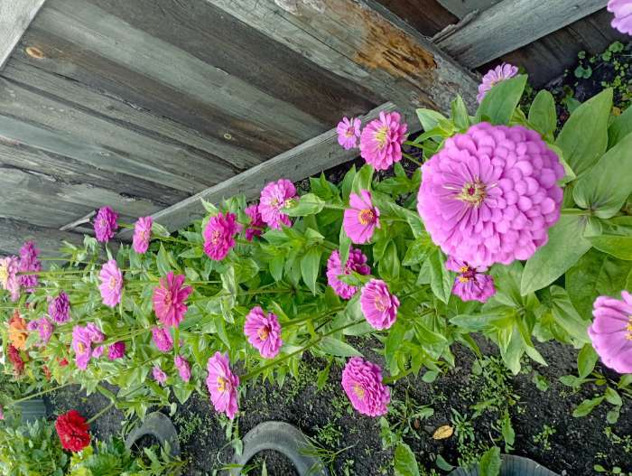 Фотография покупателя товара Семена цветов Цинния Лаванда "Лавандовые грёзы", ц/п,  0,5 г - Фото 2