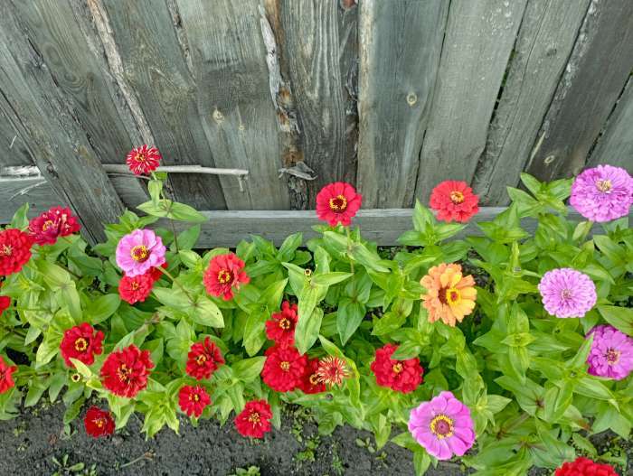 Фотография покупателя товара Семена цветов Цинния "Великан красный", ц/п,  0,3 г - Фото 1