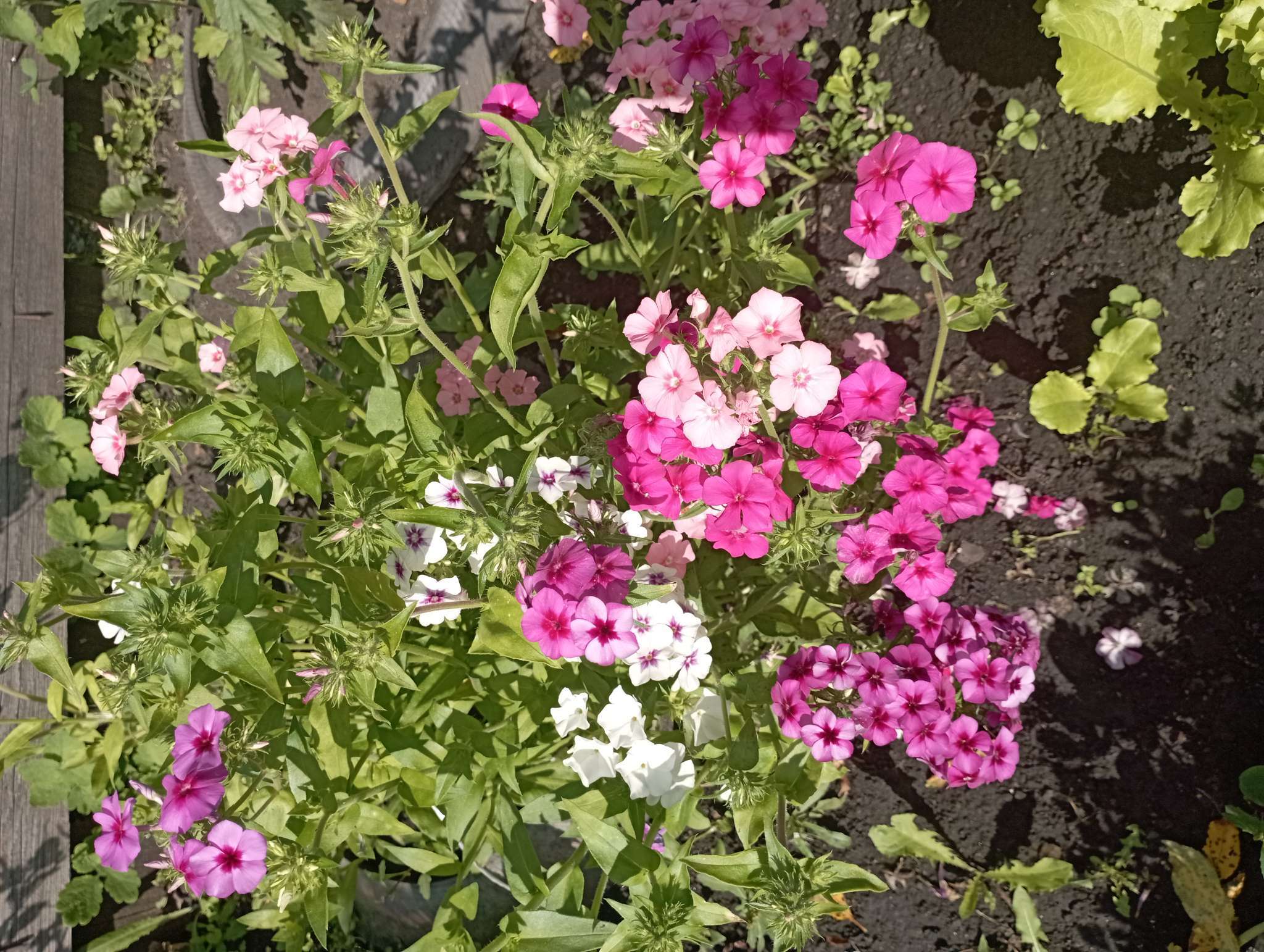 Фотография покупателя товара Семена цветов Флокс "Разноцветная смесь", 0,1 г - Фото 1