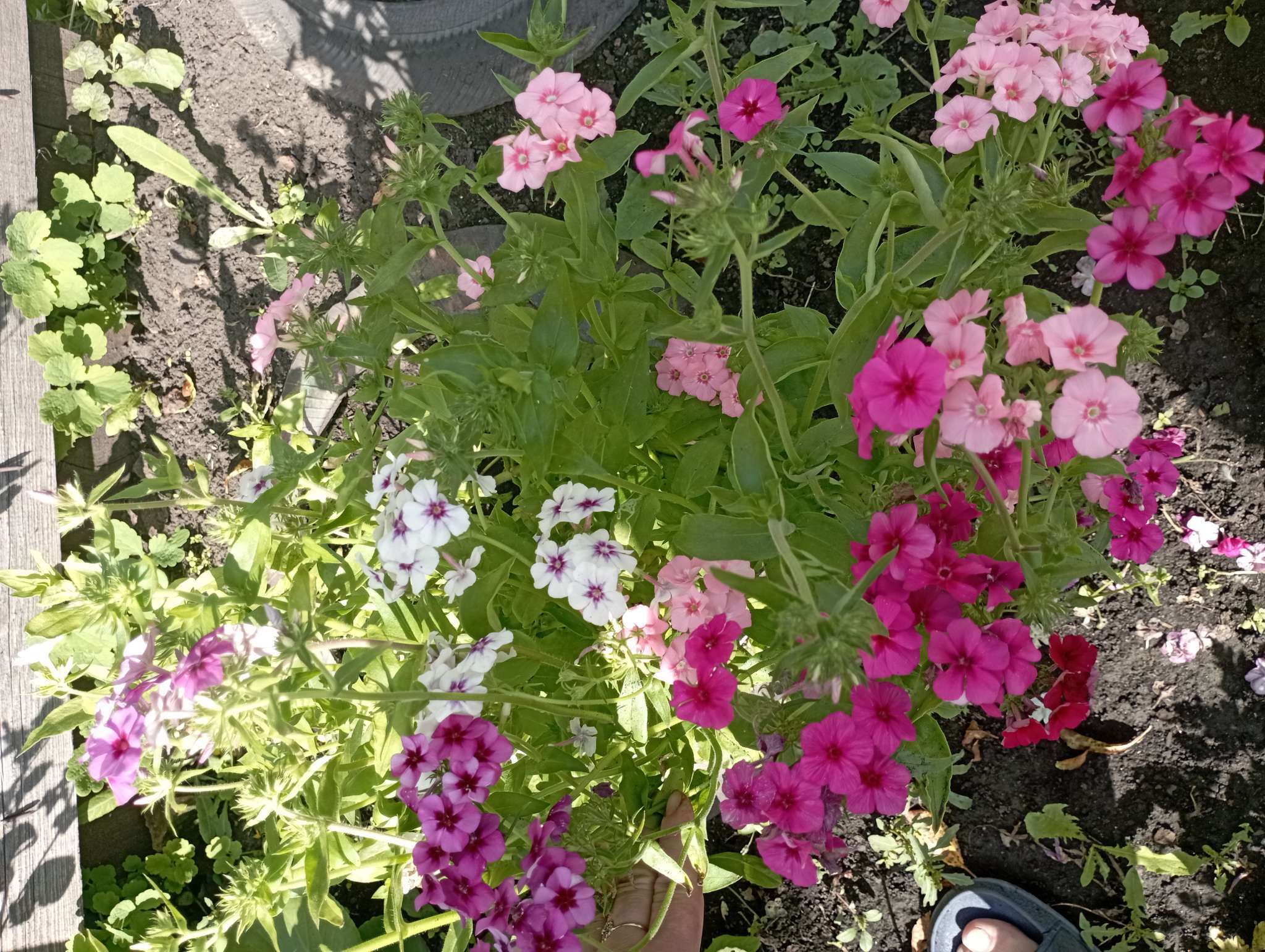 Фотография покупателя товара Семена цветов Флокс "Разноцветная смесь", 0,1 г - Фото 2