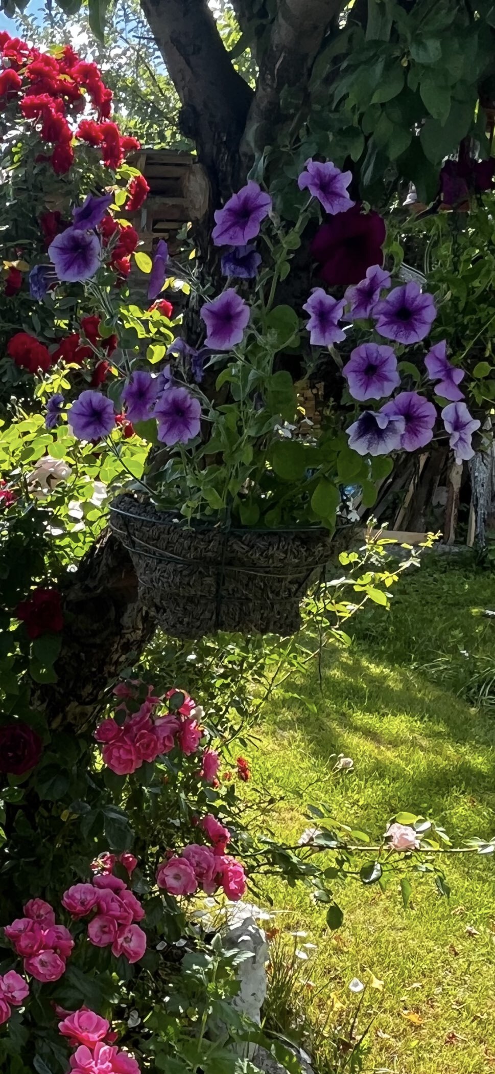 Фотография покупателя товара Семена Цветов  Петуния "Мираж Лавандер", 10шт - Фото 2