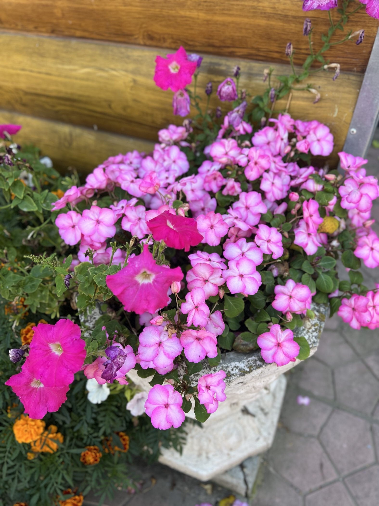 Фотография покупателя товара Семена цветов Бальзамин «Беленс роуз пикоти», 4 шт., «Семена Алтая» - Фото 3